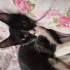 6 aylık dişi oyuncu kedi fotoğraf