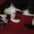 6 aylık dişi oyuncu kedi fotoğraf