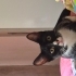 6 aylık dişi oyuncu kedi fotoğraf