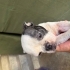 French Bulldog Can Dostumuza ÜCRETSİZ SAHİPLENDİRME fotoğraf