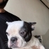 French Bulldog Can Dostumuza ÜCRETSİZ SAHİPLENDİRME fotoğraf