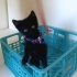 PANTER SIZE GELSIN MI fotoğraf
