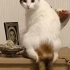 Tertemiz kısırlaştırılmış kızımıza ömürlük yuva arıyoruz fotoğraf