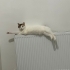 Tertemiz kısırlaştırılmış kızımıza ömürlük yuva arıyoruz fotoğraf