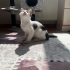 SEVGİ MANYAĞI MELEK fotoğraf