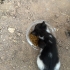 YAVRU SMOKİN KEDİ ÇOK CANAYAKIN fotoğraf