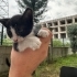 YAVRU SMOKİN KEDİ ÇOK CANAYAKIN fotoğraf