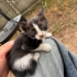 YAVRU SMOKİN KEDİ ÇOK CANAYAKIN fotoğraf