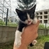 YAVRU SMOKİN KEDİ ÇOK CANAYAKIN fotoğraf