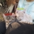 🐾 Vahşi ve kardeşi Aslan ömürlük yuvalarını arıyor! 🐾 fotoğraf
