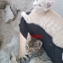 🐾 Vahşi ve kardeşi Aslan ömürlük yuvalarını arıyor! 🐾 fotoğraf