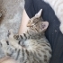 🐾 Vahşi ve kardeşi Aslan ömürlük yuvalarını arıyor! 🐾 fotoğraf