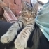 🐾 Vahşi ve kardeşi Aslan ömürlük yuvalarını arıyor! 🐾 fotoğraf