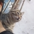 🐾 Vahşi ve kardeşi Aslan ömürlük yuvalarını arıyor! 🐾 fotoğraf
