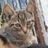 🐾 Vahşi ve kardeşi Aslan ömürlük yuvalarını arıyor! 🐾 fotoğraf