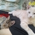 🐾 Aslan ve kardeşi Vahşi ömürlük yuvalarını arıyor! 🐾 fotoğraf