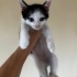 Sevimli oğlan yuva arıyor fotoğraf