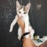 Yemyeşil gözlü uysal kucak delisi bir yavru🧿🐱 fotoğraf