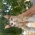 Aşşırııı cana yakın kediiiii fotoğraf