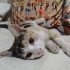 Aşşırııı cana yakın kediiiii fotoğraf