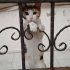Aşşırııı cana yakın kısır kediiiii fotoğraf