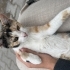Aşşırııı cana yakın kısır kediiiii fotoğraf