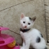 Evinize Mutluluk Gelsin Mi ?? fotoğraf