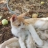 🐾 Garip ve kardeşi Prenses ömürlük yuvalarını arıyor! 🐾 fotoğraf