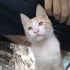 🐾 Garip ve kardeşi Prenses ömürlük yuvalarını arıyor! 🐾 fotoğraf