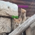 🐾 Garip ve kardeşi Prenses ömürlük yuvalarını arıyor! 🐾 fotoğraf