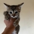 Minik meleğe yuva arıyorum fotoğraf