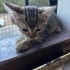 Minik meleğe yuva arıyorum fotoğraf