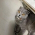 Ücretsiz sahiplenme pofidik Scottish fold fotoğraf
