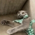 Ücretsiz sahiplenme pofidik Scottish fold fotoğraf