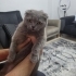 Ücretsiz sahiplenme pofidik Scottish fold fotoğraf