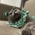 Ücretsiz sahiplenme pofidik Scottish fold fotoğraf