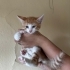 Yakışıklı ve çok tatlı sarman bebek fotoğraf