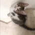 2 HARİKA KARDEŞE ACİL YUVA ! 5 EKİM DE Sokağa gidecekler fotoğraf