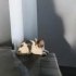 2 HARİKA KARDEŞE ACİL YUVA ! 5 EKİM DE Sokağa gidecekler fotoğraf