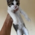 Çok güzel minik prens fotoğraf
