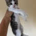 Çok güzel minik prens fotoğraf