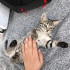 🤍 TOFU (2 Aylık) Şanslı Ailesini Arıyor 🐾 fotoğraf
