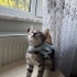 🤍 TOFU (2 Aylık) Şanslı Ailesini Arıyor 🐾 fotoğraf