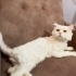 Bulut Yuva Arıyor fotoğraf