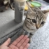 🌸 MİÇO (2 Aylık) Kış Gelmeden Sıcak Yuvasını Arıyor 🐾 fotoğraf