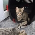 🌸 MİÇO (2 Aylık) Kış Gelmeden Sıcak Yuvasını Arıyor 🐾 fotoğraf
