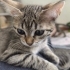 🌸 MİÇO (2 Aylık) Kış Gelmeden Sıcak Yuvasını Arıyor 🐾 fotoğraf