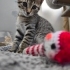 🤍 BULUT (2 Aylık) Evin Neşesi Olsun 🐾 fotoğraf