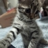 🌰 Laz Kızı FİNDUK (2 Aylık) Ömürlük Yuvasını Bekliyor 🐾 fotoğraf