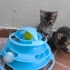🌰 Laz Kızı FİNDUK (2 Aylık) Ömürlük Yuvasını Bekliyor 🐾 fotoğraf